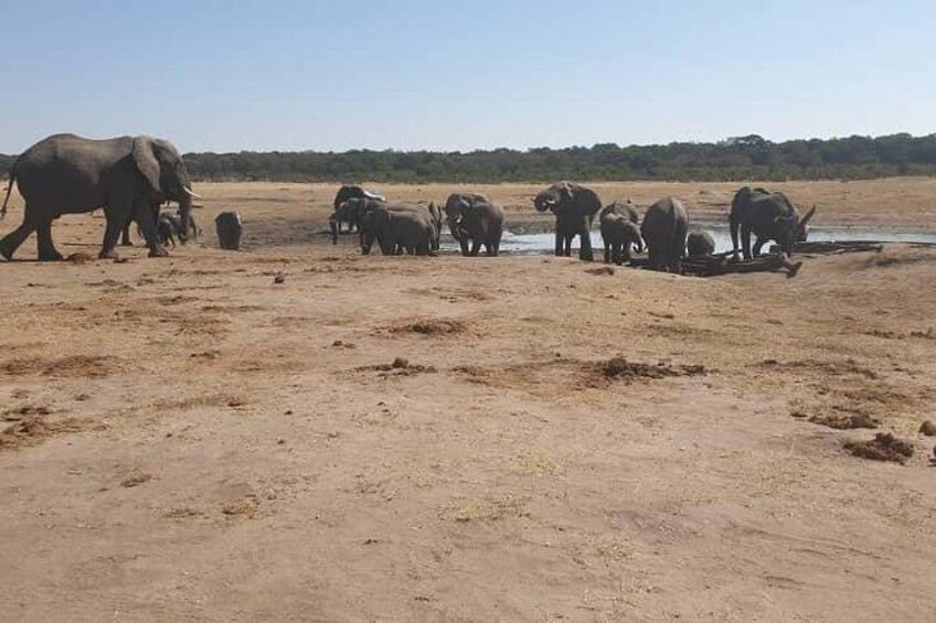 Chobe Day Trip from Victoria Falls