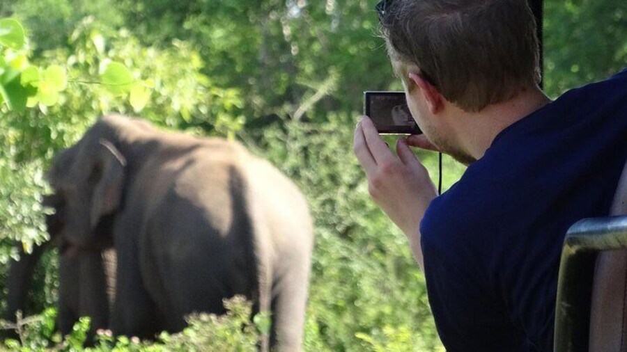 Safari