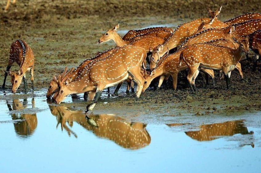 Rare Click of Deers in Yala national park, Srilanka.