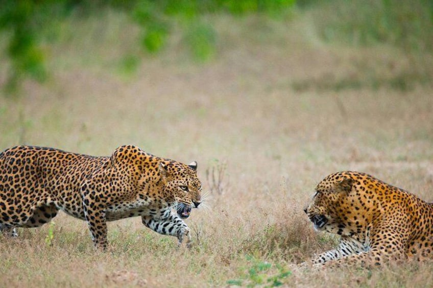 Leopards 