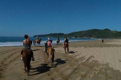 Horseback Riding on the Beach and Through a Coconut Plantation