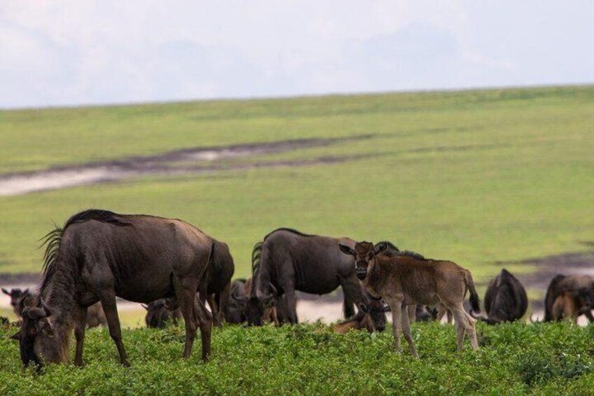 6 Days Tarangire,Serengeti, Ngorongoro & Manyara Mid-range Camping Safari Tour