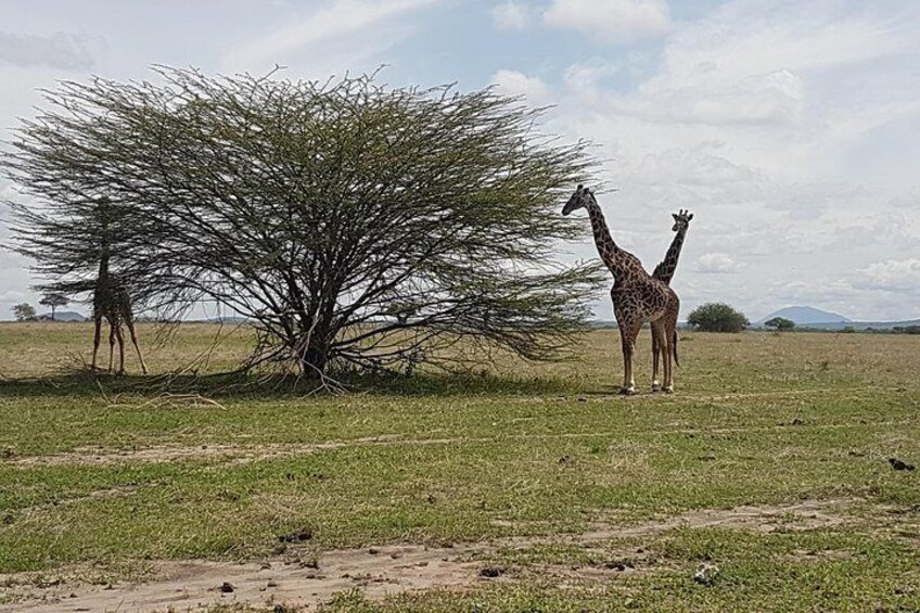 6 Days Tarangire,Serengeti, Ngorongoro & Manyara Mid-range Camping Safari Tour