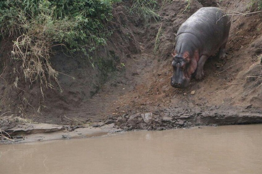 2 Days Tarangire & Ngorongoro Budget Camping Safari Tour Tanzania