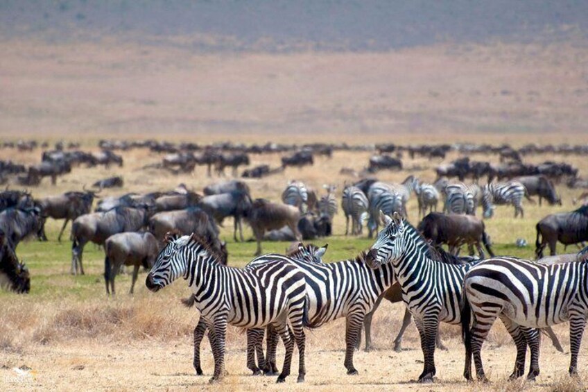 2 Days Tarangire & Ngorongoro Budget Camping Safari Tour Tanzania