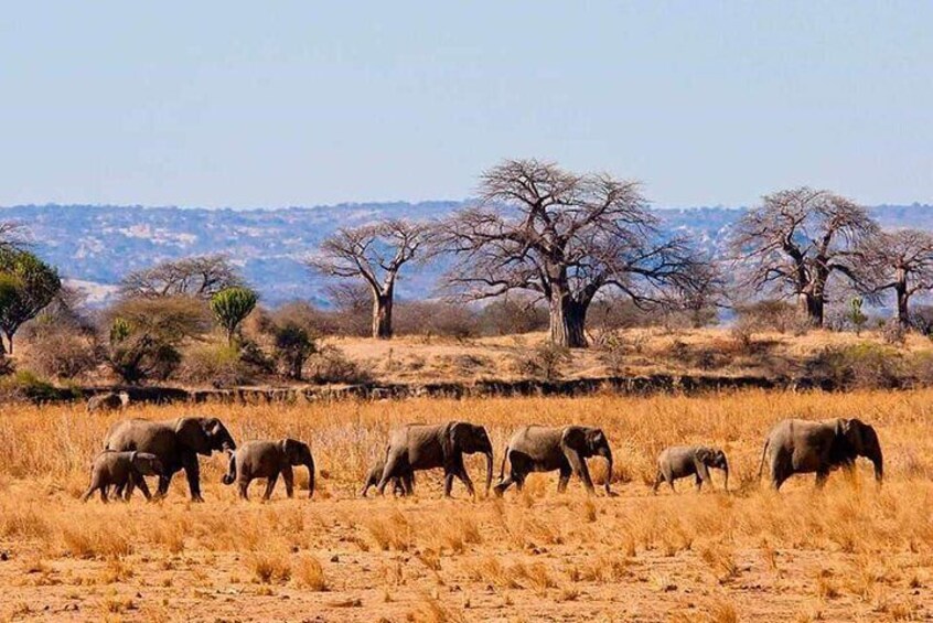 Full Day To Arusha National Park