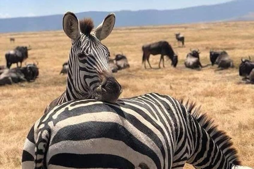 Full Day To Arusha National Park