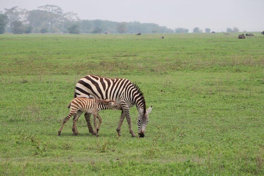4 Days Tarangire,Serengeti & Ngorongoro Crater Budget Lodge Safari Tour Tanzania