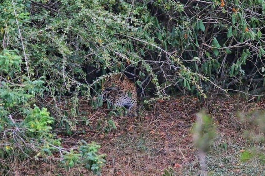 Willpattu Safari tour from Negombo