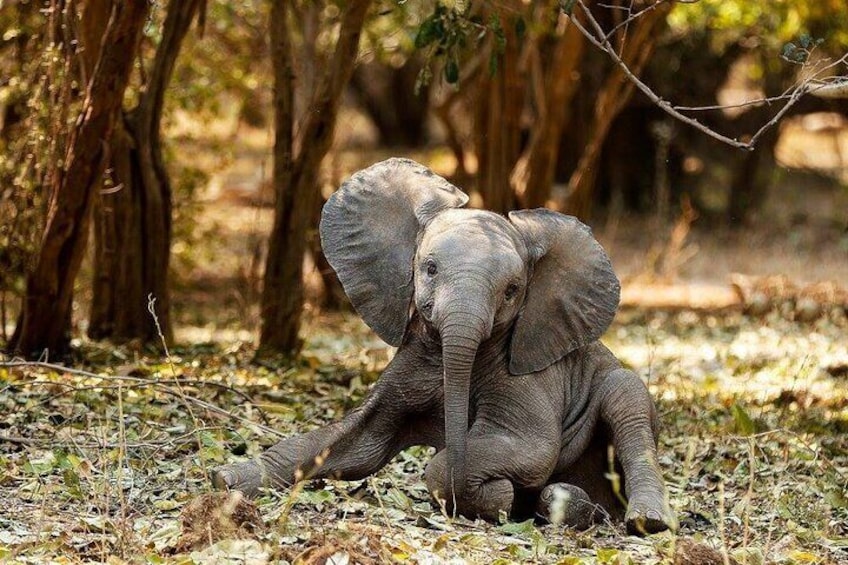 Baby elephant in Chobe National Park