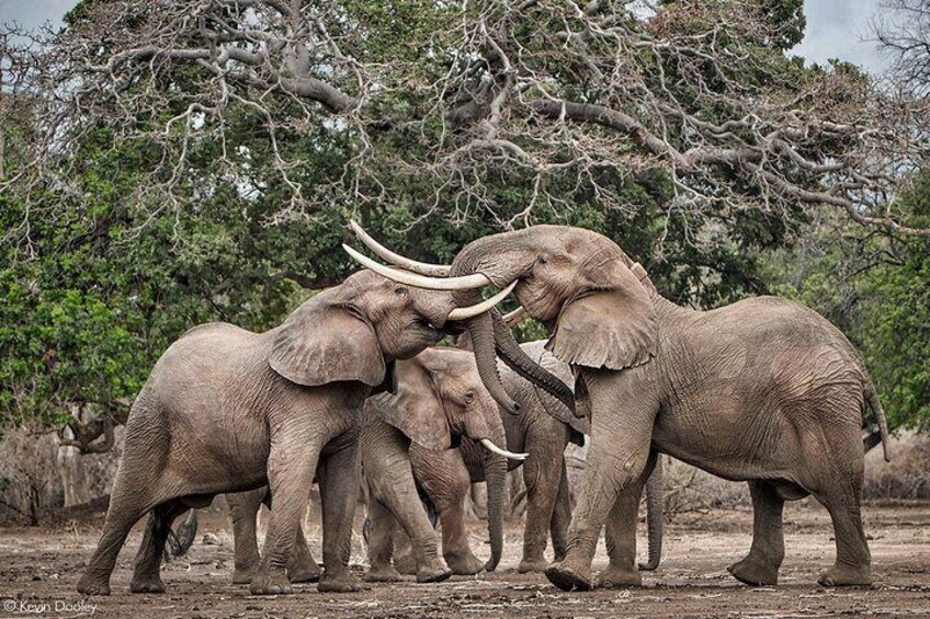 Chobe Safari Day Trip from Victoria Falls- Small group