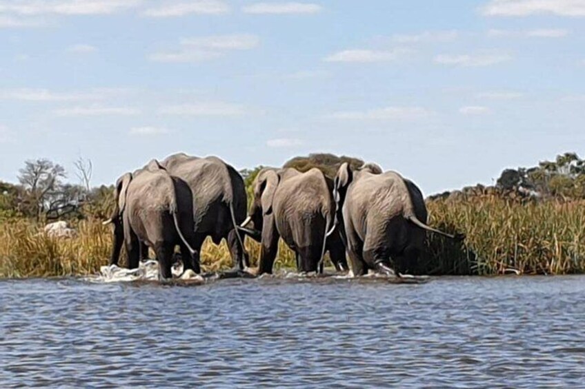 Chobe River Safari