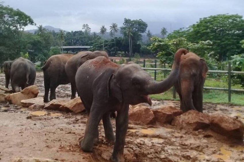 Kandy Day Tour 