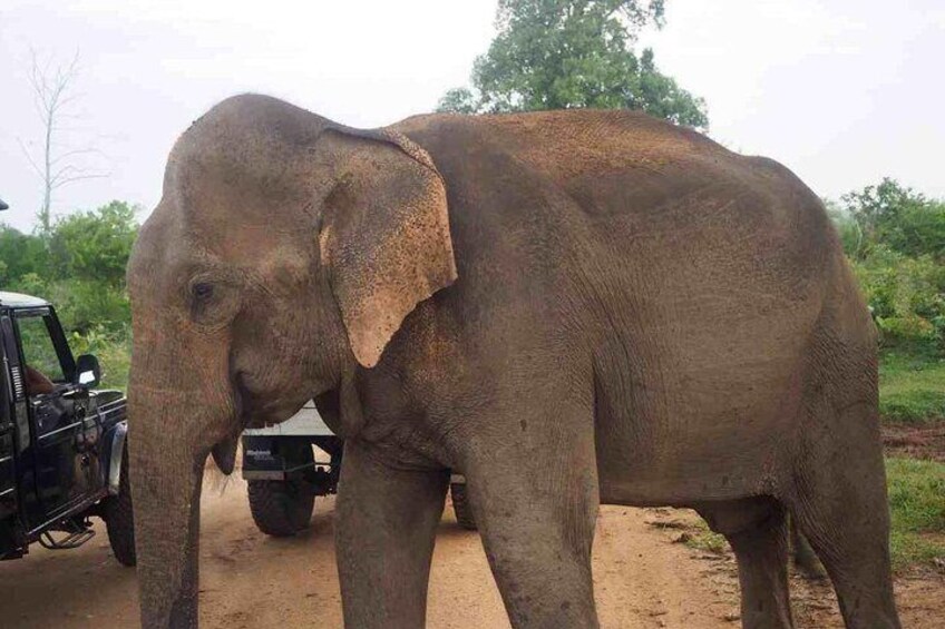Udawalawe National Park