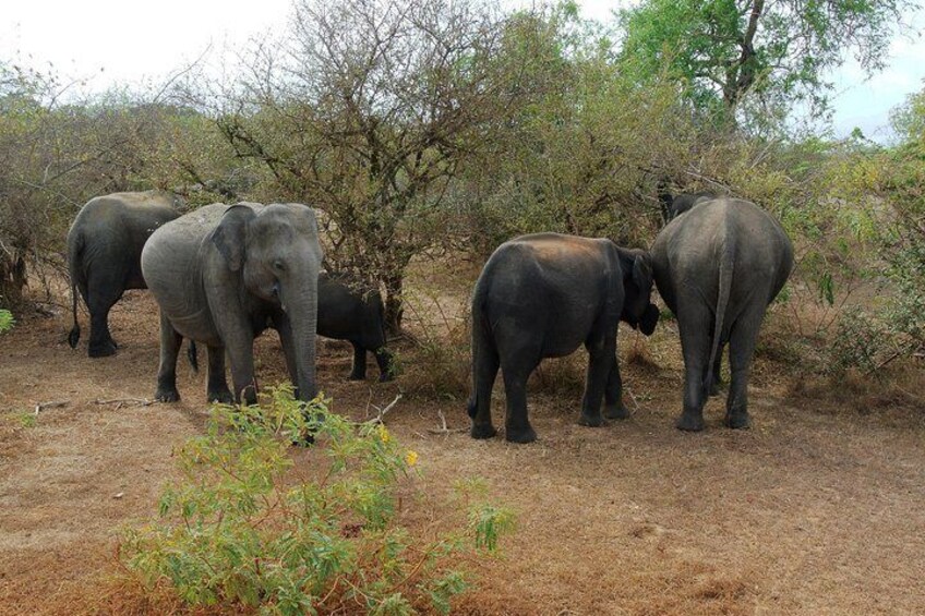 Udawalawe