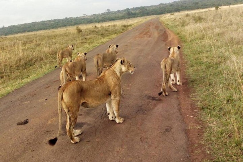 DayTourNairobi Park,ElephantOrphanage,Giraffe center,karenBlixxen