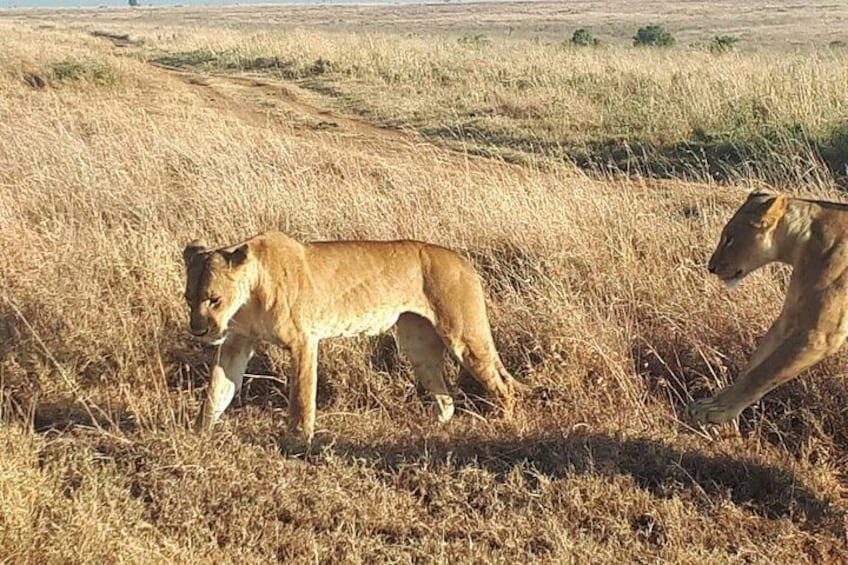 nairobi park