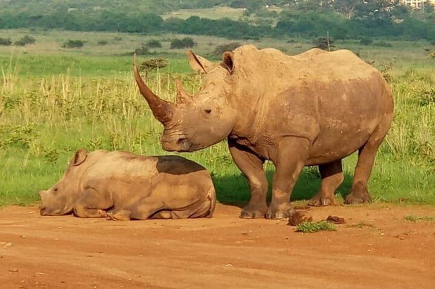 DayTourNairobi Park,ElephantOrphanage,Giraffe center,karenBlixxen