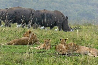  1日ツアーナイロビ公園、キリンセンター、カレンブリクセンガイド付きツアー
