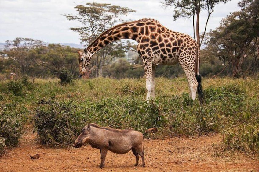 Giraffe center