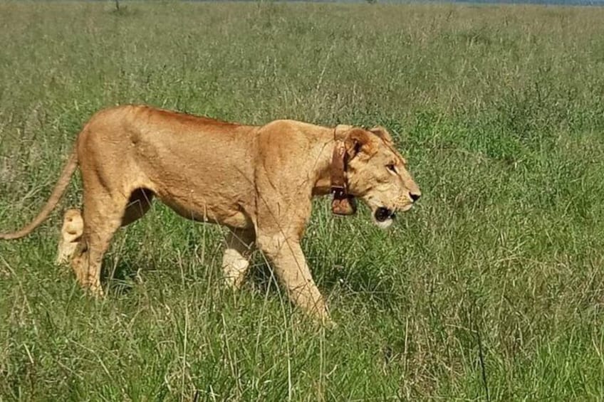 1-Day Karen Blixen Museum, Baby Elephant, Giraffe Center, Nairobi National Park