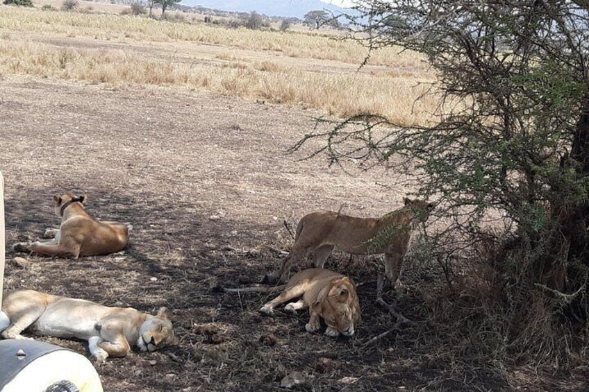 lionesses Resting before the hunt in Serengeti