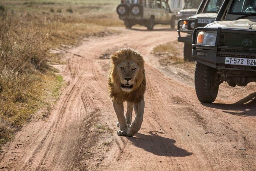 Male lion