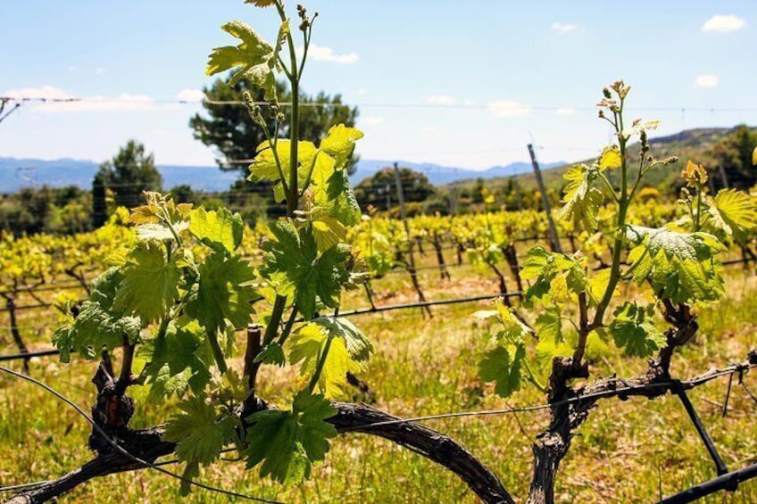 Vineyards, Gastronomy - the best of food & wine in Provence