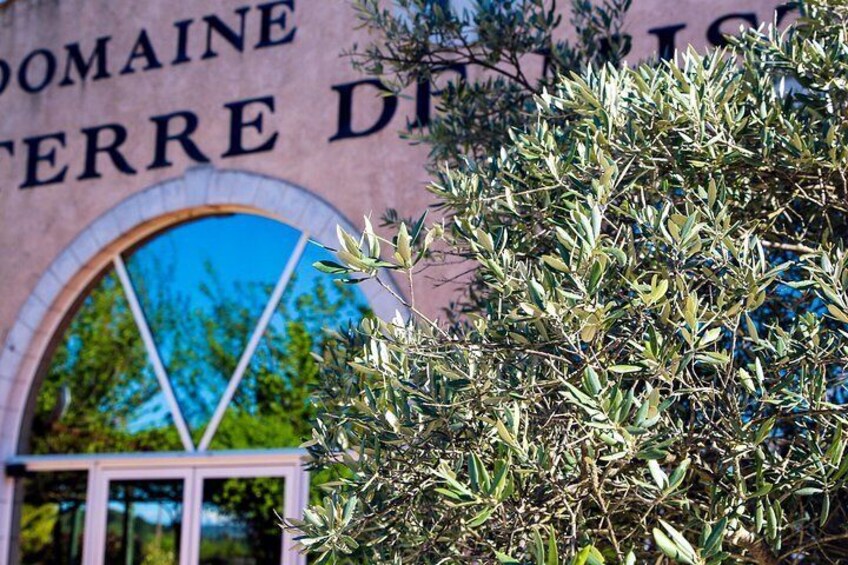 Vineyards, Gastronomy - the best of food & wine in Provence