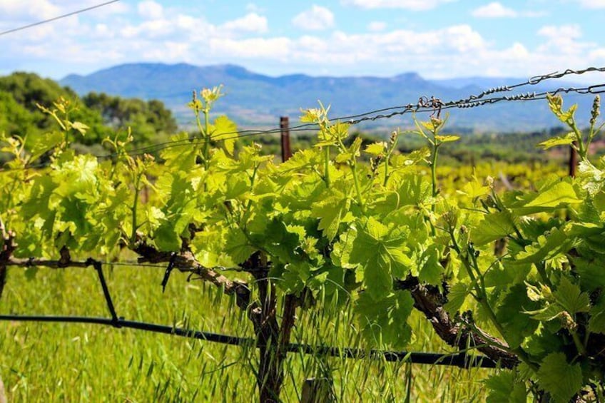 Vineyards, Gastronomy - the best of food & wine in Provence