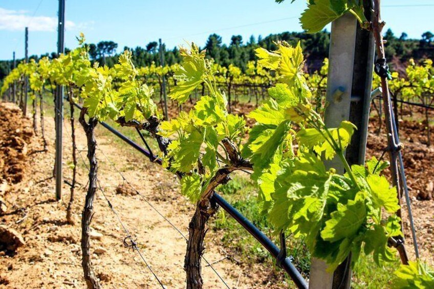 Châteauneuf du Pape & the wines of the region, gastronomy, fine wine & joie de vivre