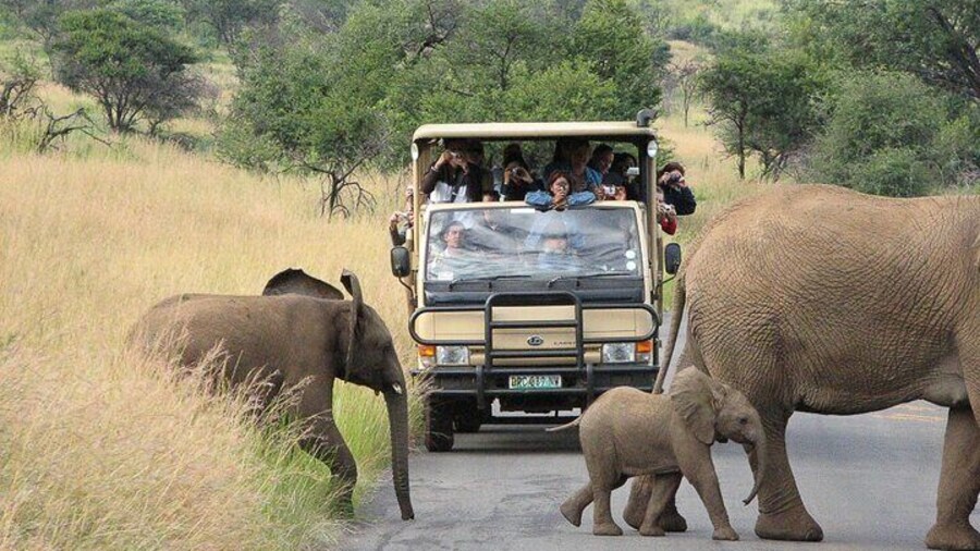 Pilanesberg Safari Open vehicle guided game drive