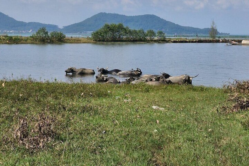 Hoi An to Hai Van Pass and back to Hoi An with Mr.T Easy Rider (One Day)