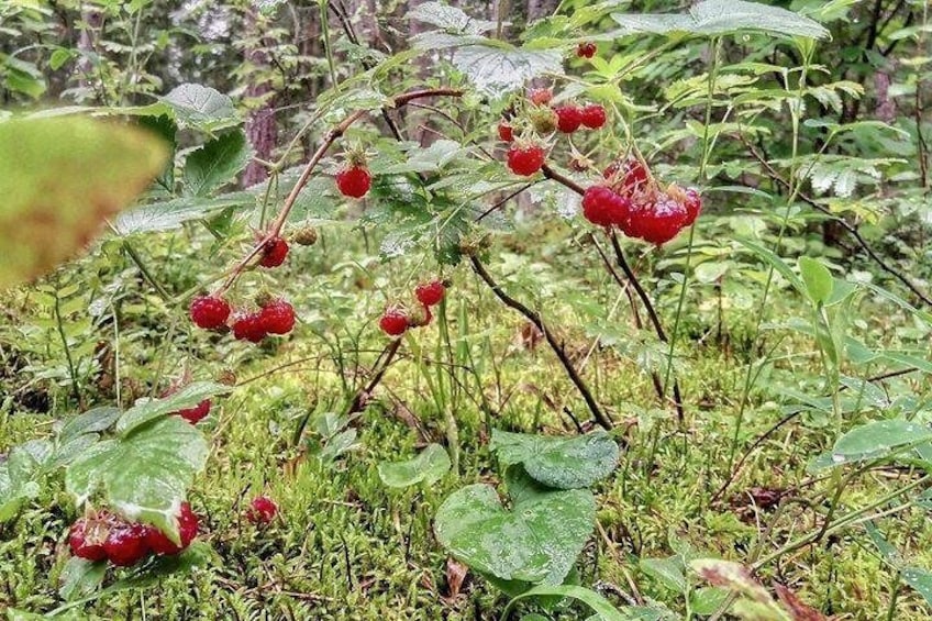 Seasonal foraging of forest berries