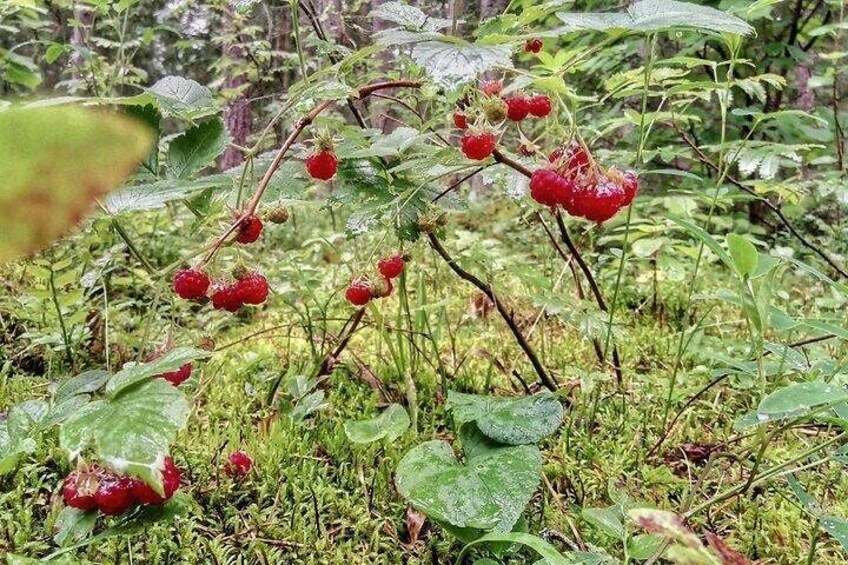 Seasonal foraging of forest berries
