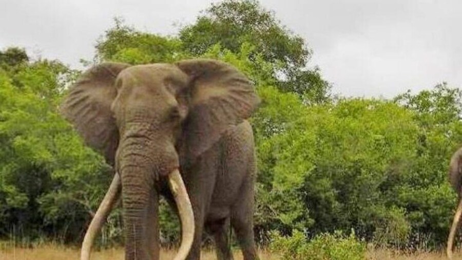 Full day Private Addo elephant safari min 4 pax max 12 pax