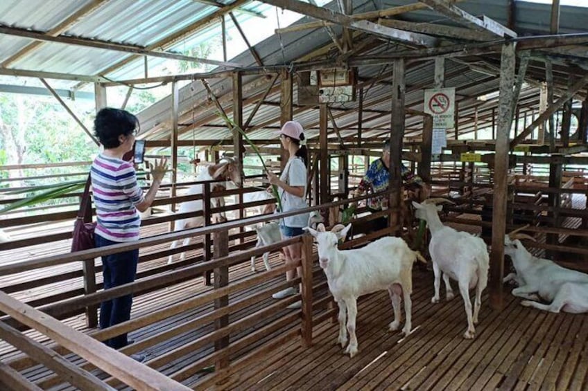 Singaporean wonderful experience in visiting goat farm. Can have fresh goat milk and yummy goat milk ice-cream too...hehehe