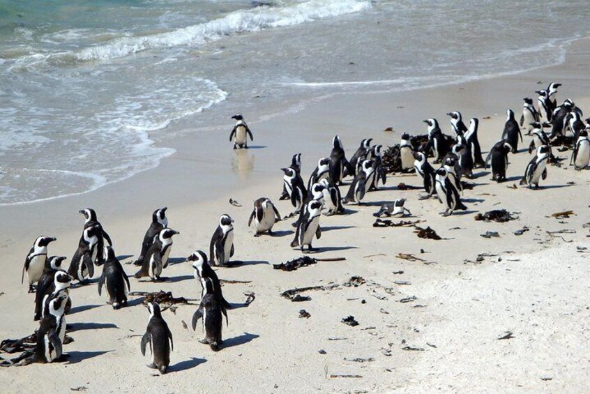 Cape Town 3-Day Attraction Tours: Aquila Safari, Cape Peninsula, Wine Tasting