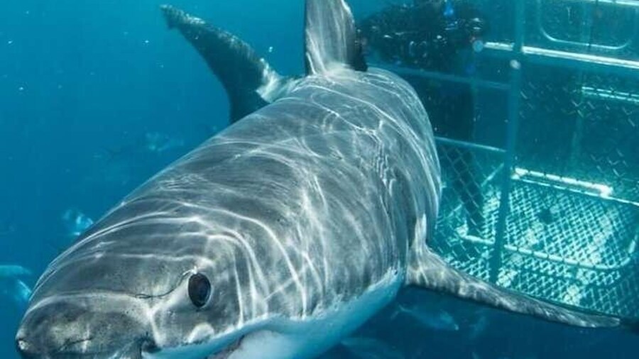 Cape Town 3-Day Attraction Tours: Shark Diving & Cape Peninsula & Wine Tasting