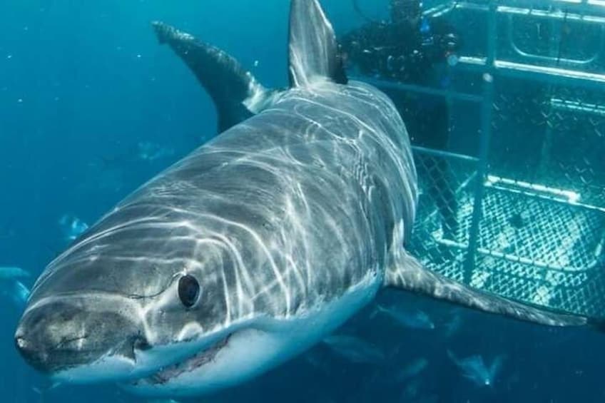 Cape Town 3-Day Attraction Tours: Shark Diving & Cape Peninsula & Wine Tasting