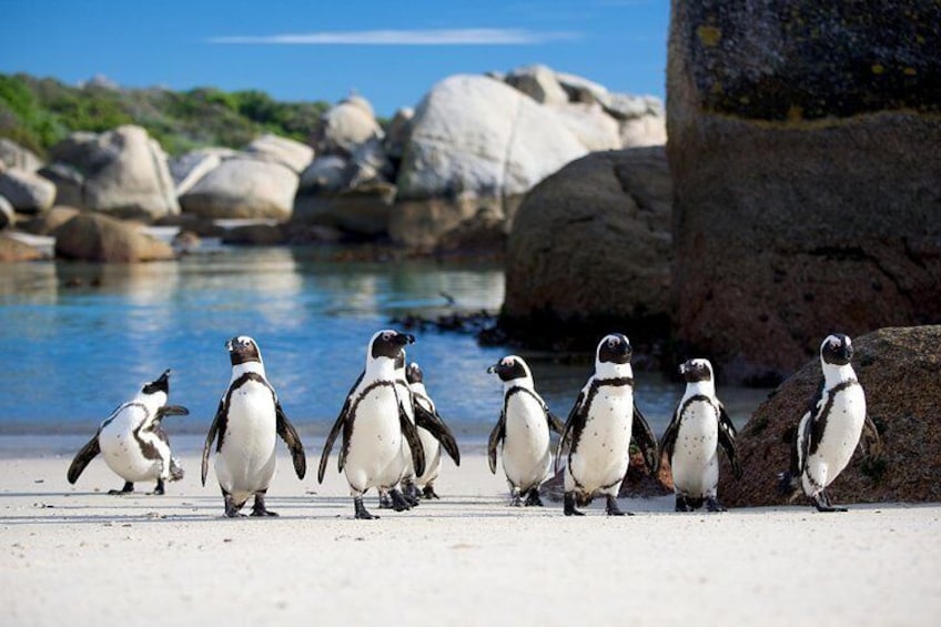 Cape Town 3-Day Attraction Tours: Shark Diving & Cape Peninsula & Wine Tasting