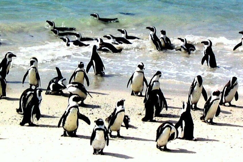 Cape Town 3-Day Attraction Tours: Shark Diving & Cape Peninsula & Wine Tasting