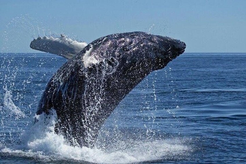 South Africa, Cape Town, Private Whale Watching Tour Combo On The Boat