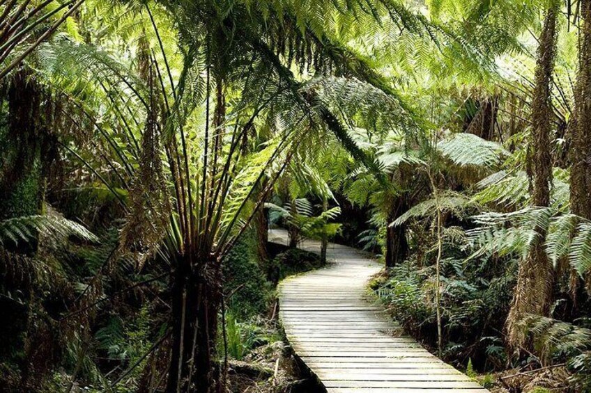 Ancient Rain forest Walk