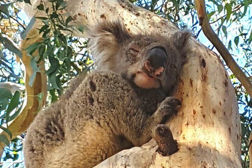 View wild Koalas