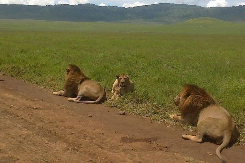 5 Days Budget Camping Safari To See Great Migration