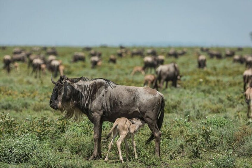 7Day Serengeti Migration (Ndutu), Crater, Hot Springs & City Tour