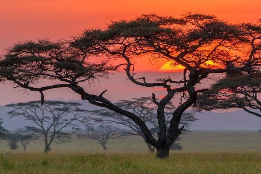 7Day Serengeti Migration (Ndutu), Crater, Hot Springs & City Tour