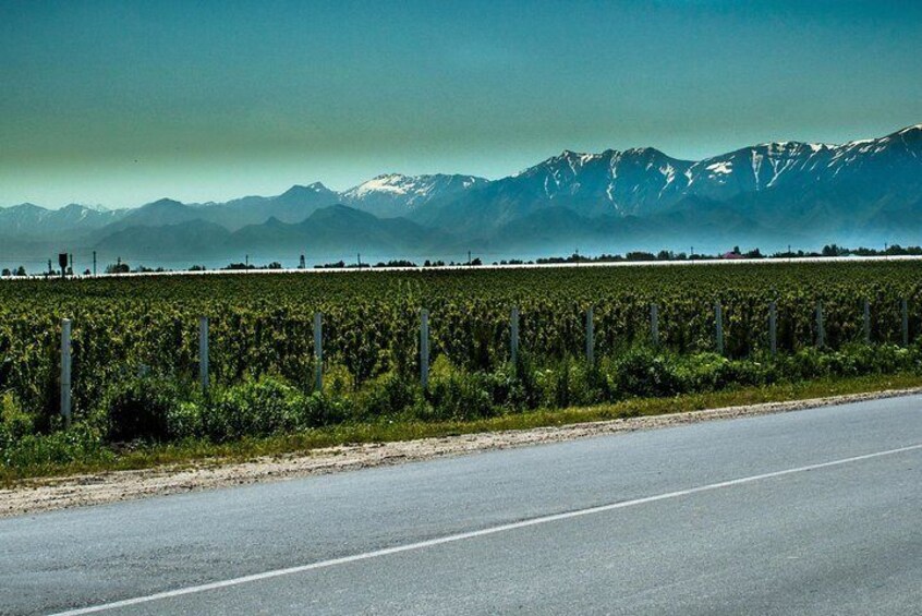 Vineyards on the way to Aman Kutan village.