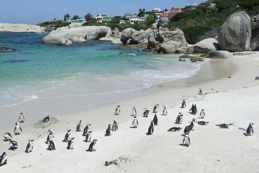 Cape Town ,3-Days Attraction Tour. Helicopter &Cape Peninsula&Wine Tasting